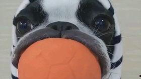 动物叫搞笑音,搞笑音中的欢乐盛宴